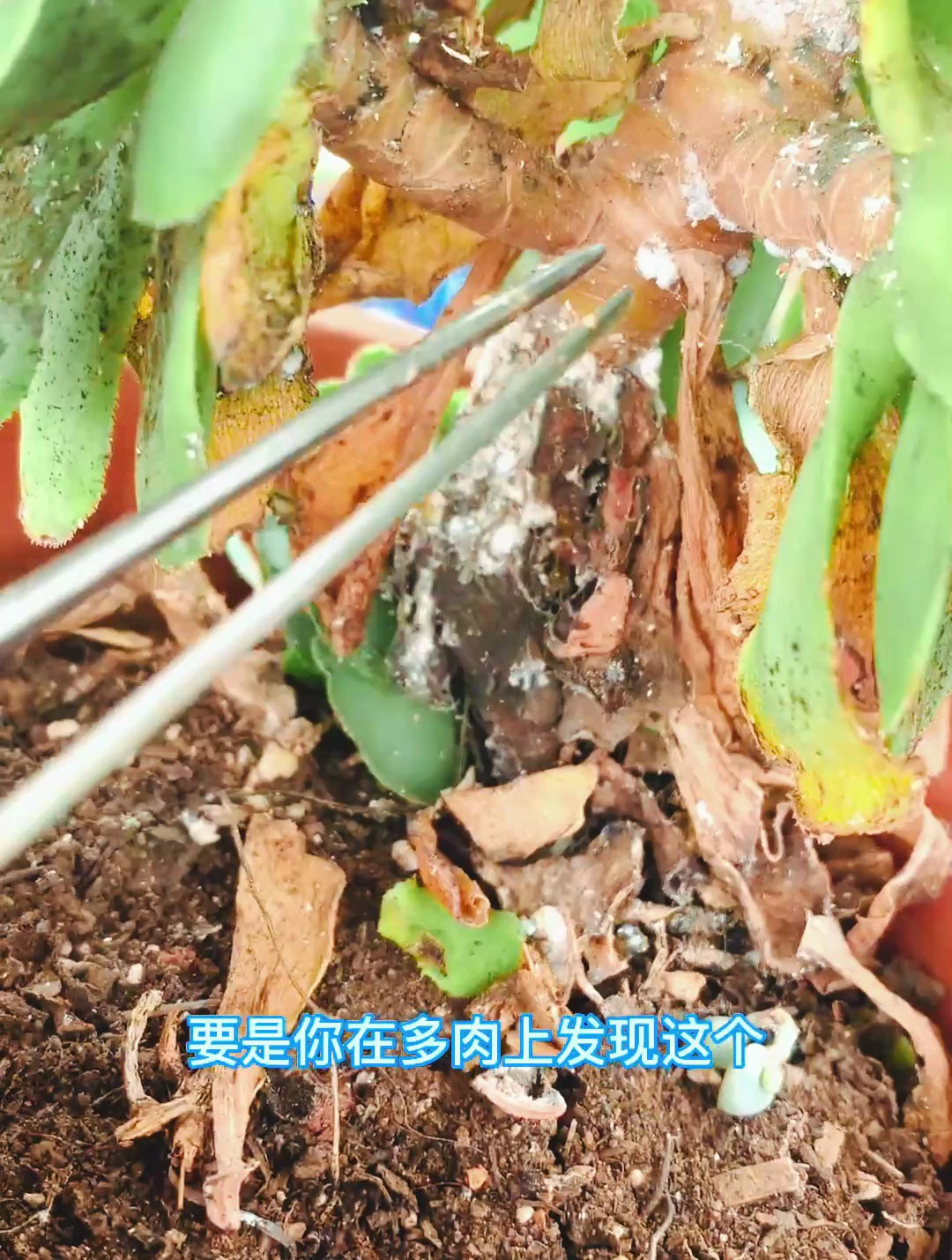 多肉植物长虫子怎么治