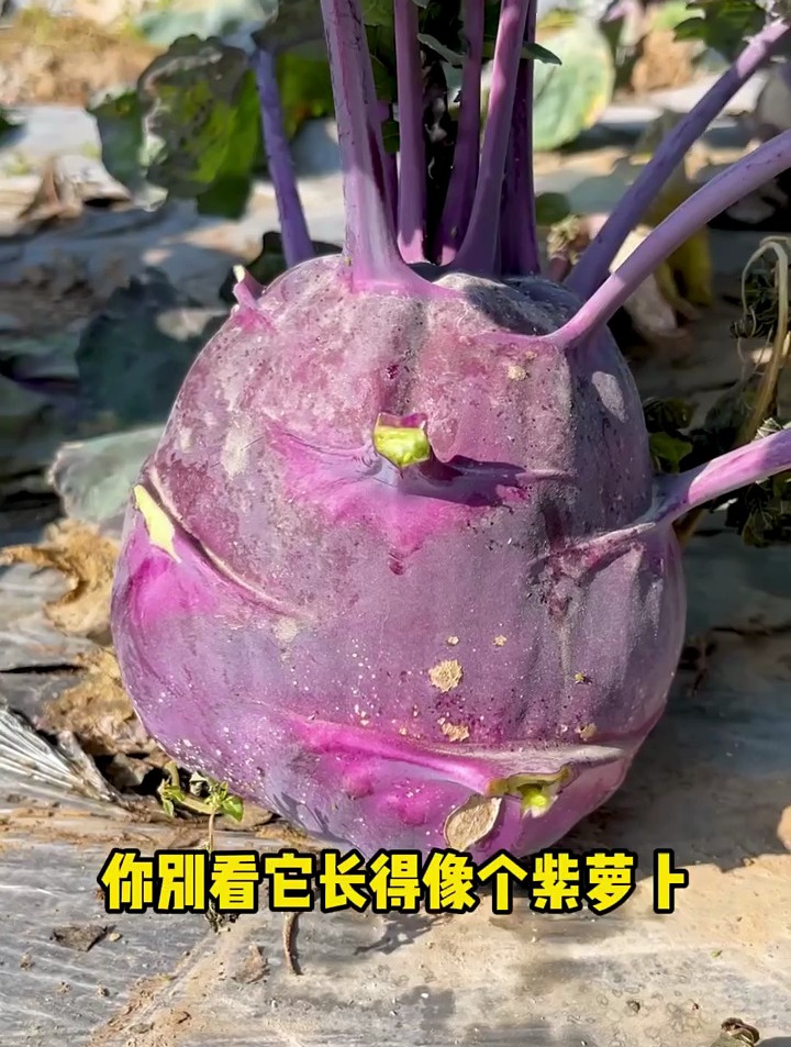 紫苤蓝可以生吃,也可炒,切丝与肉丝炒。用虾米烧苤蓝