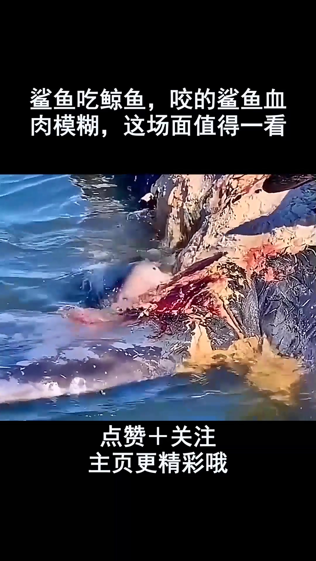 鲨鱼吃鲸鱼,咬的鲨鱼血肉模糊,这场面值得一看