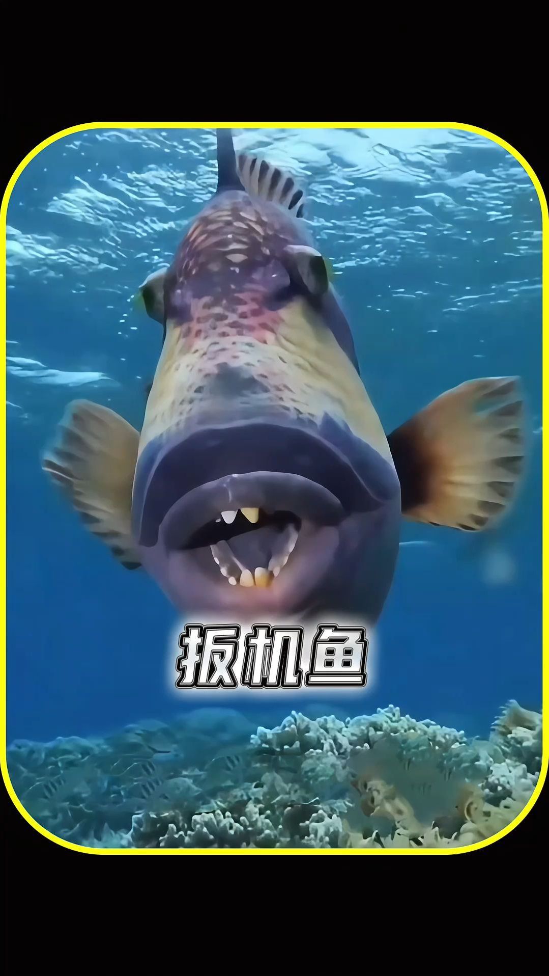 长者人类般牙齿的小鱼,扳机鱼的奇特之处