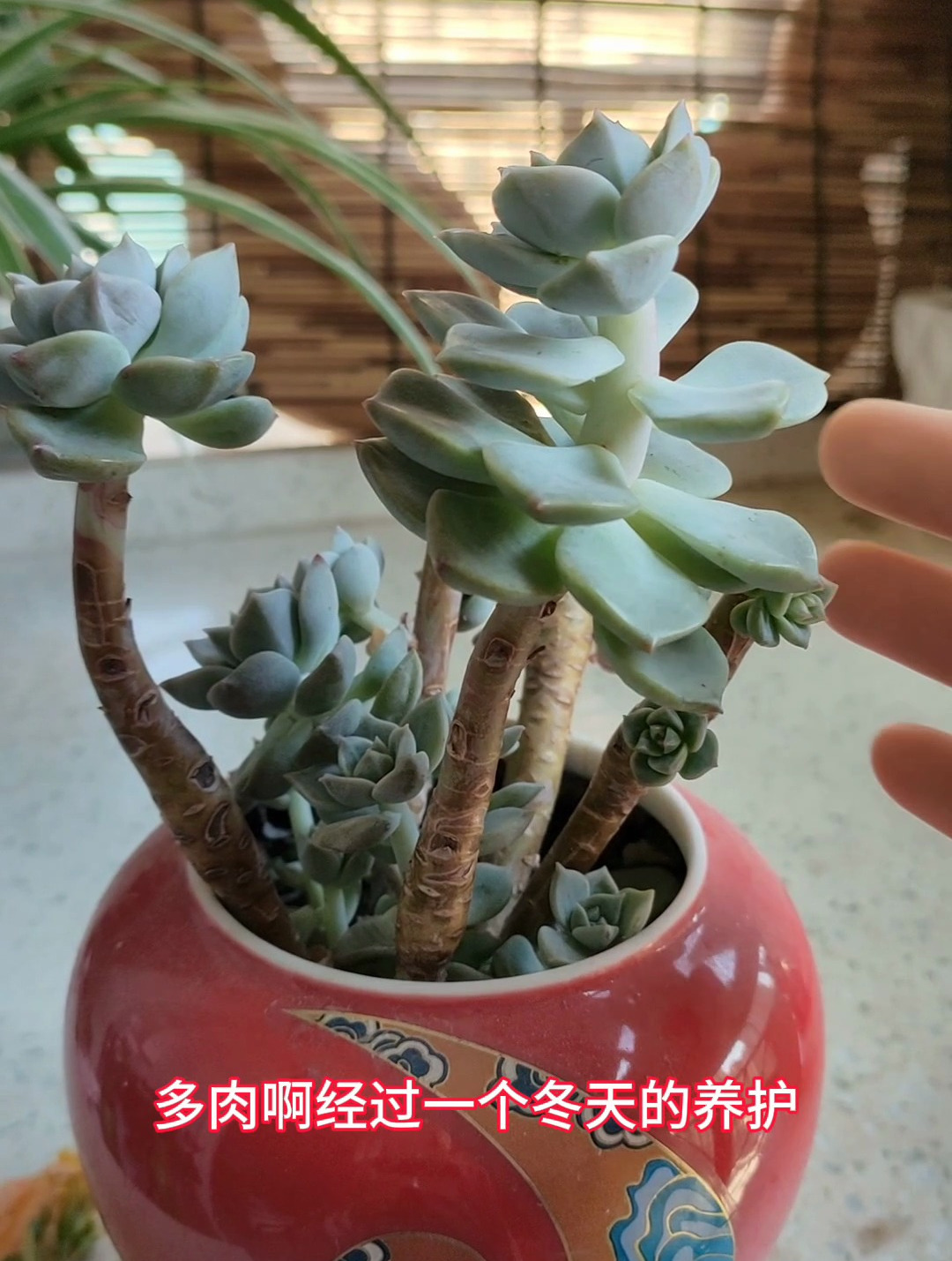 多肉穿裙子徒长?这样做
