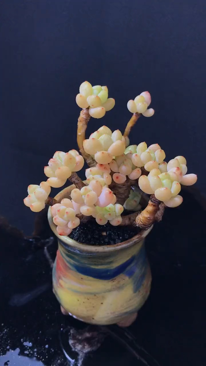 多肉植物,凝脂莲