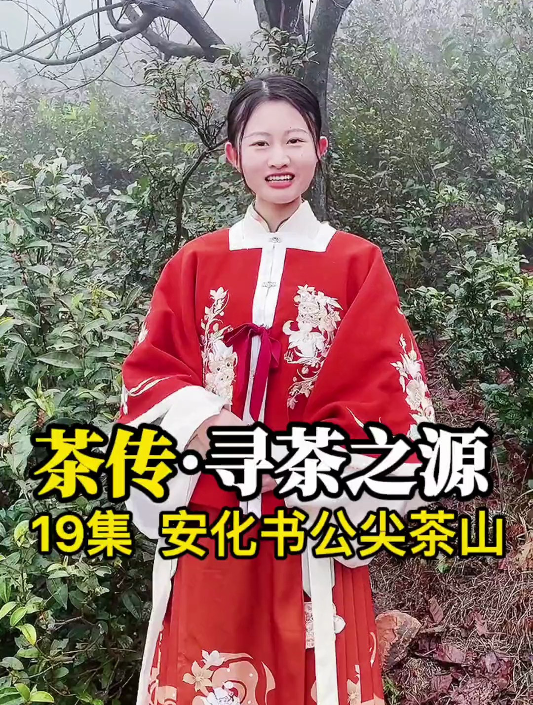 冬天开花的清代古茶树,寻茶黑茶核心产区—湖南安化云台山书公尖