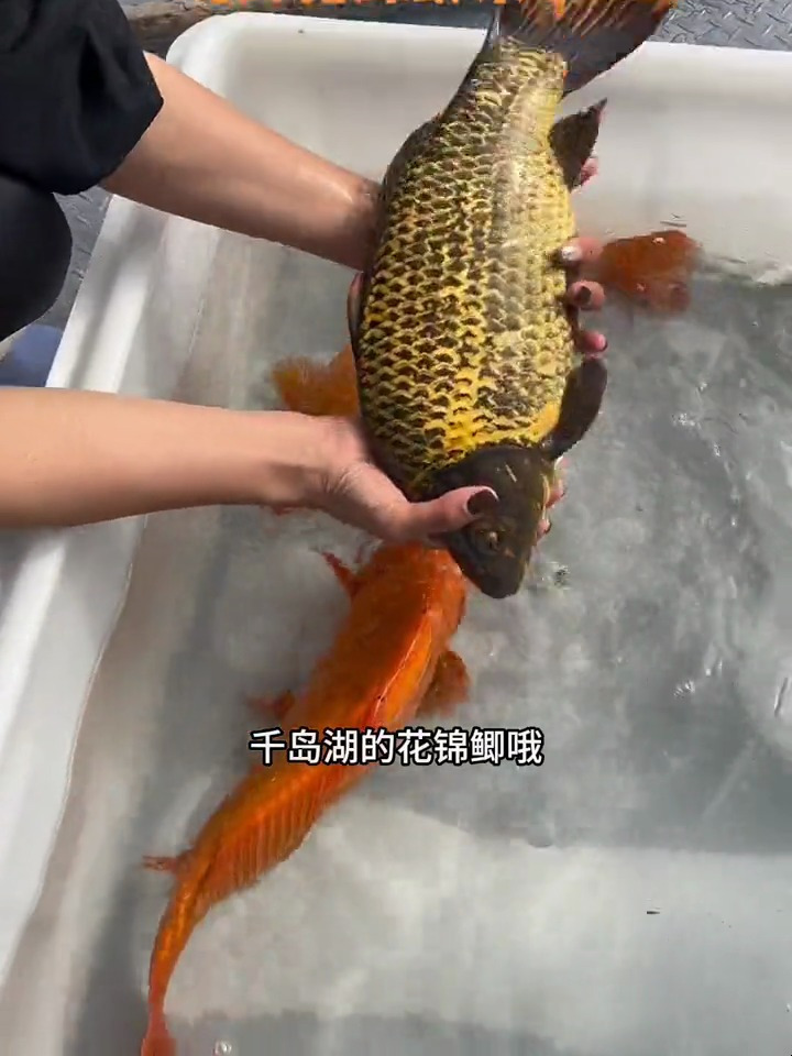 千岛湖观赏鲫鱼来咯 千岛湖鱼