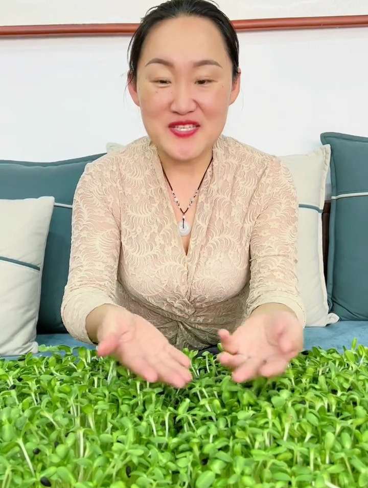 在家水培芽菜苗,只浇自来水,3天出苗5天采摘