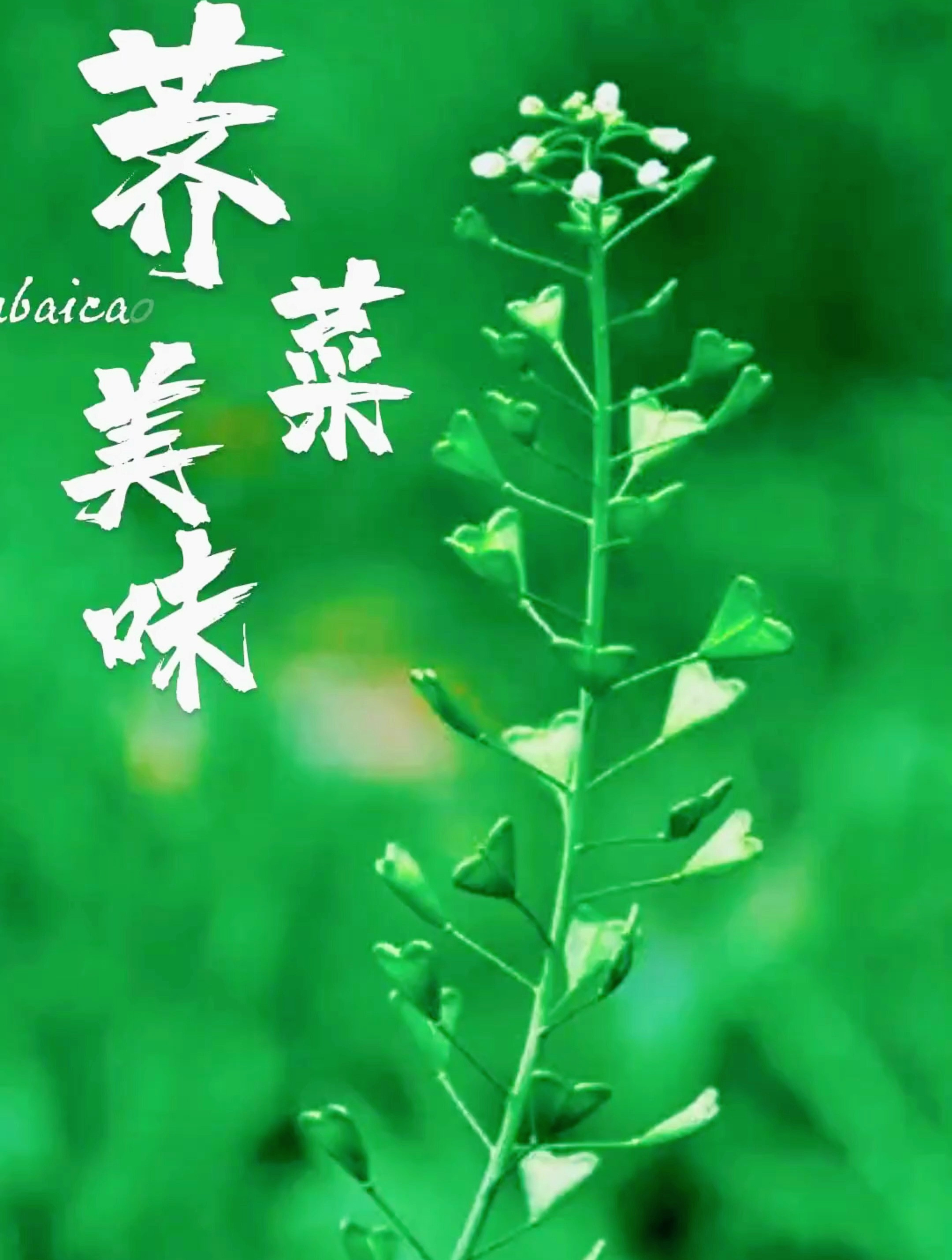 你去挖荠菜了吗,大自然的馈赠