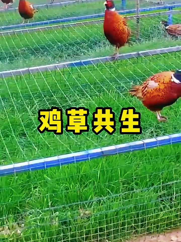 鸡草共生,草喂鸡,鸡粪喂草