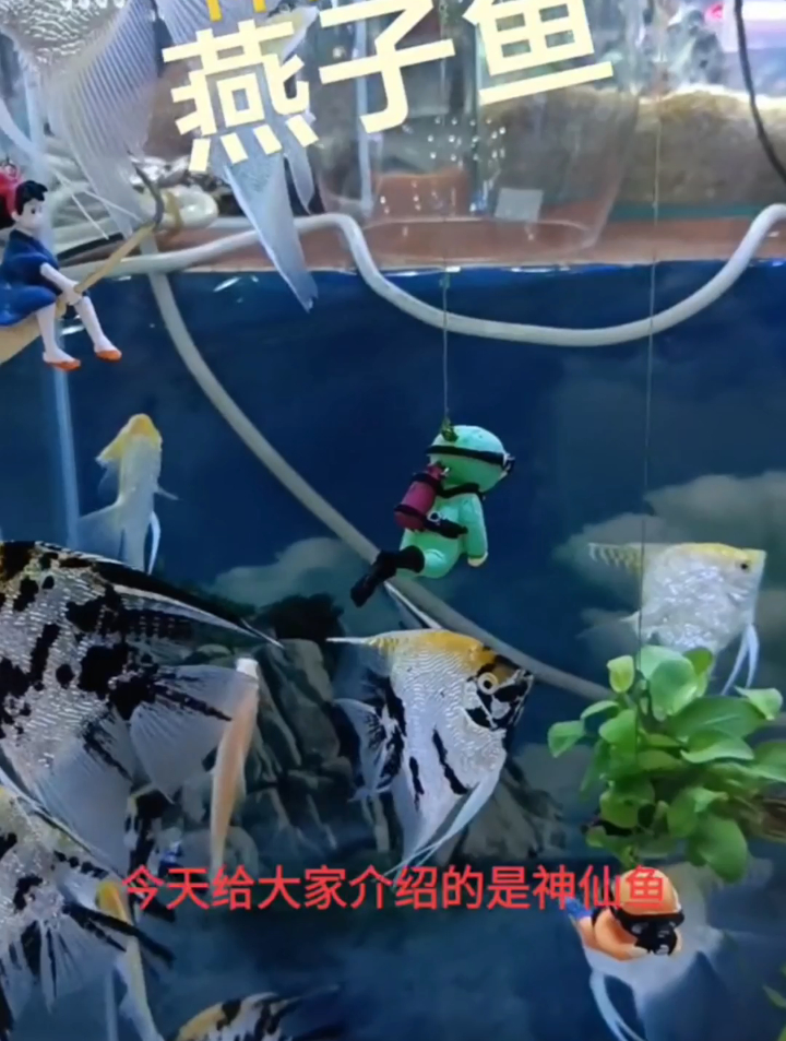 燕子鱼性格温顺,体型偏大但没有攻击性,好喜欢那个水草缸摆件