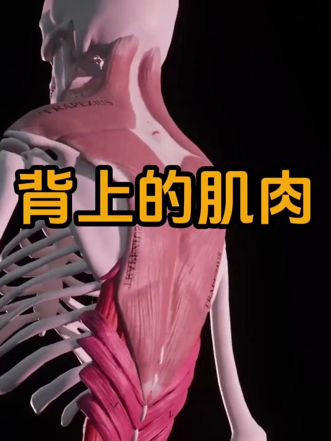 人体结构,背上的肌肉