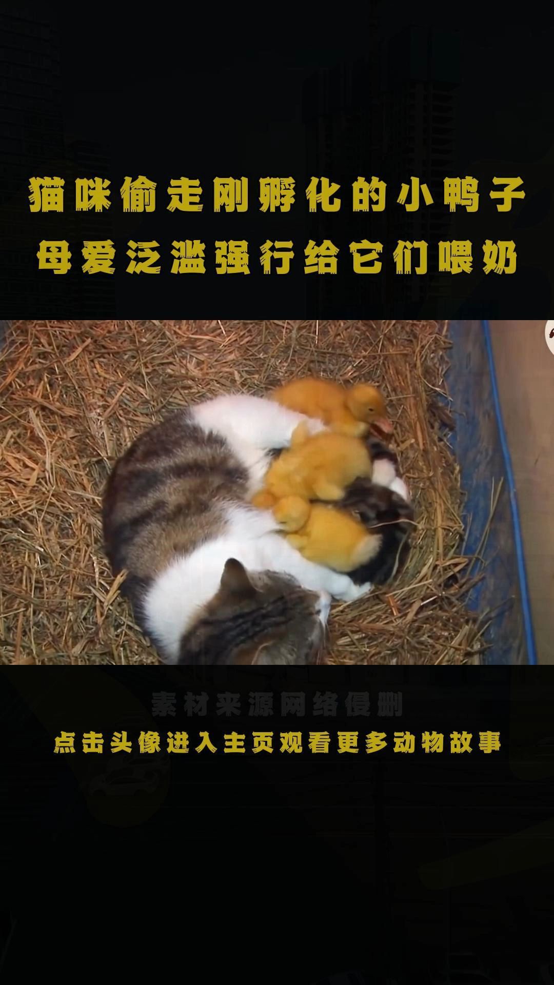 太奇葩了吧!猫咪偷走刚孵化的小鸭,强迫它们喝猫奶……