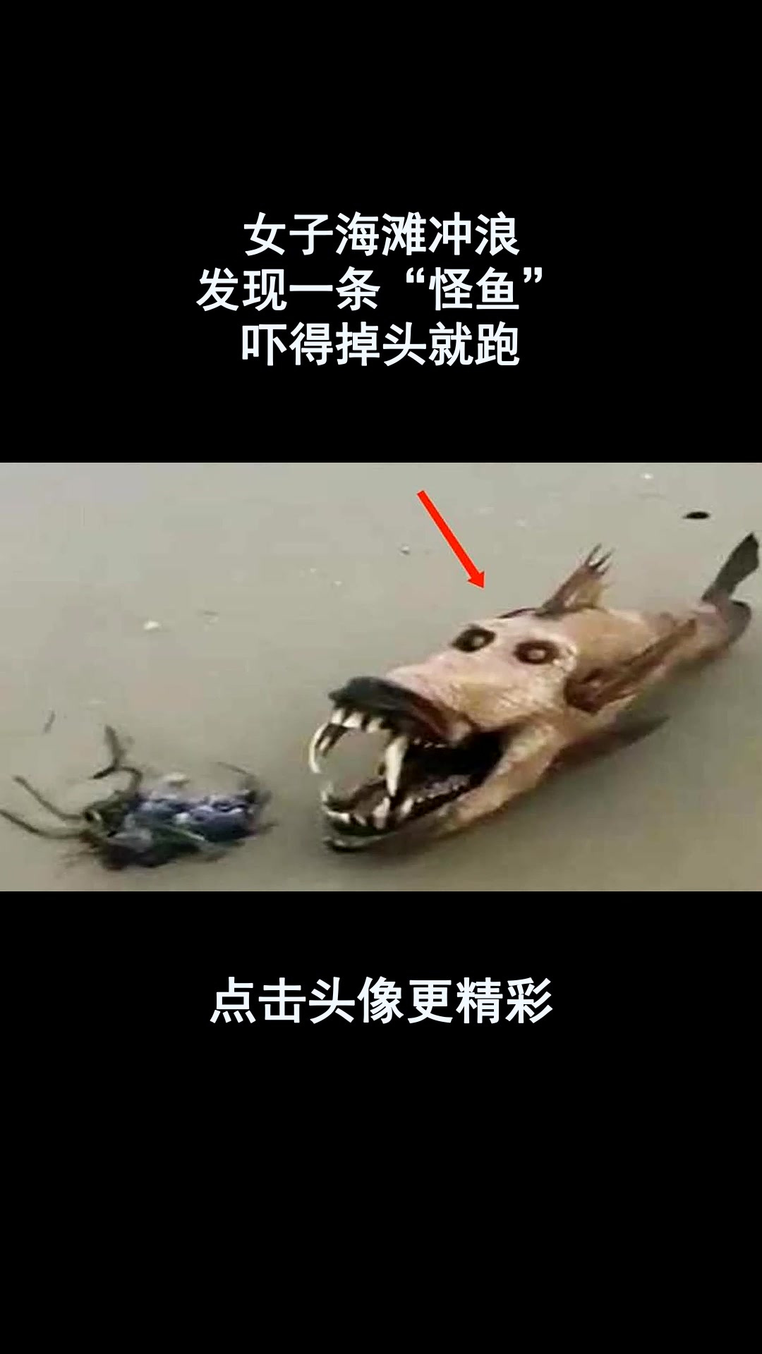 女子海滩冲浪,发现一条“怪鱼”,吓得掉头就跑!
