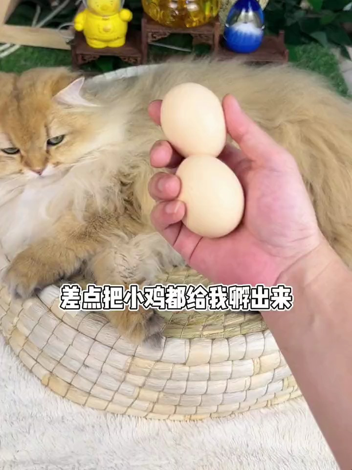 天然爱睡地板的猫咪都来安排这个纯手工编织的稻草窝