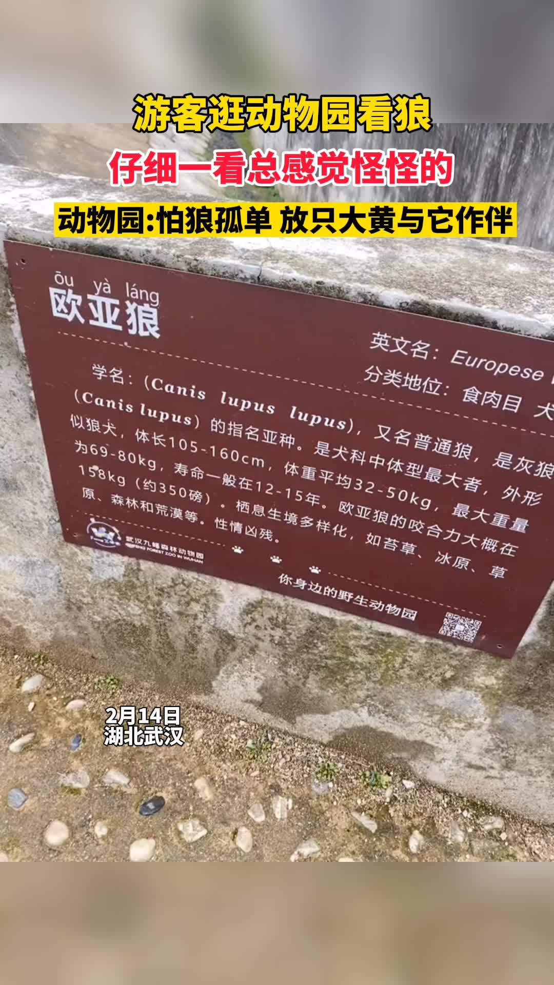 游客逛动物园看狼,仔细一看总觉得怪怪的,动物园:怕狼孤单,放只大黄与它作伴 狗狗 动物园 