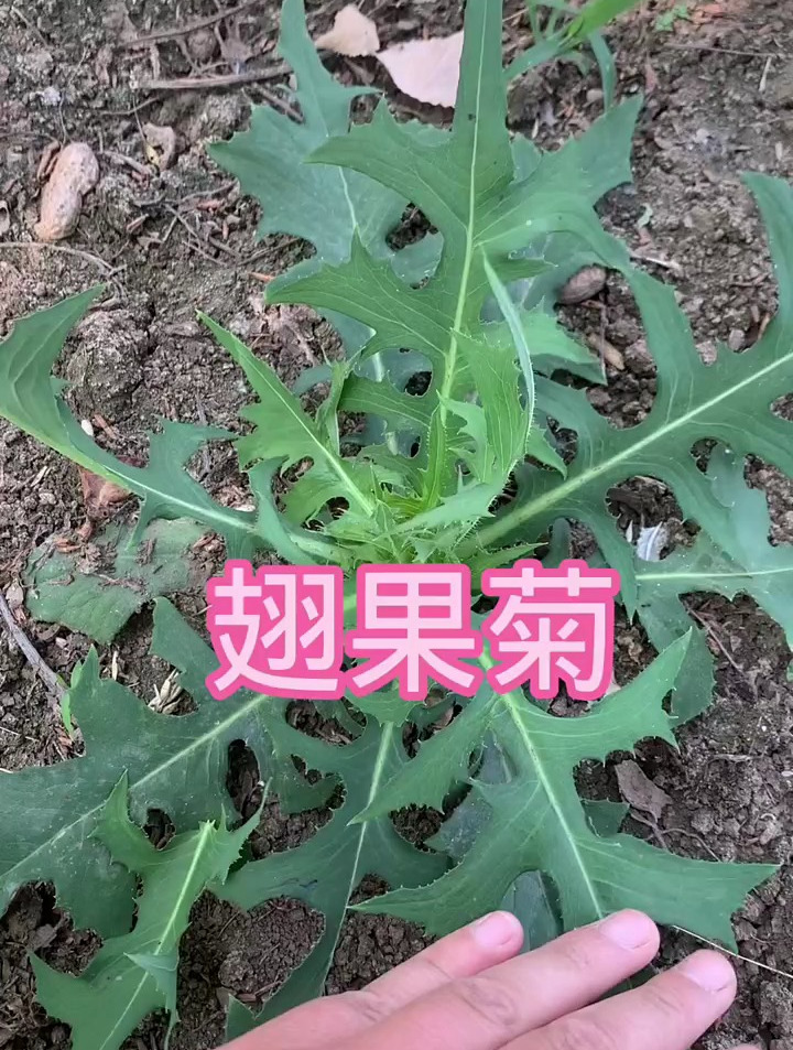 植物知识之翅果菊,也叫它野莴苣