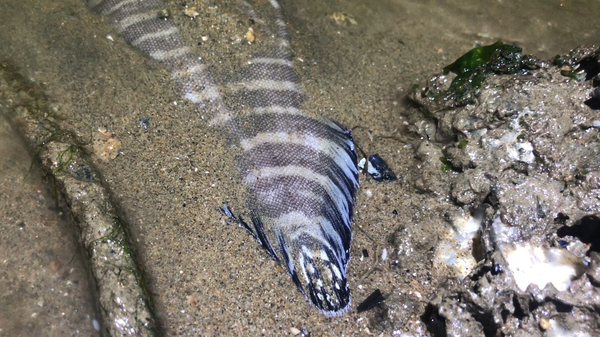 小斗赶海捡到凤尾鱼,跟鞋垫子一样大,摄影师上来就要红烧