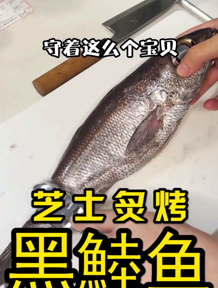 原来守着个宝!黑鯥鱼
