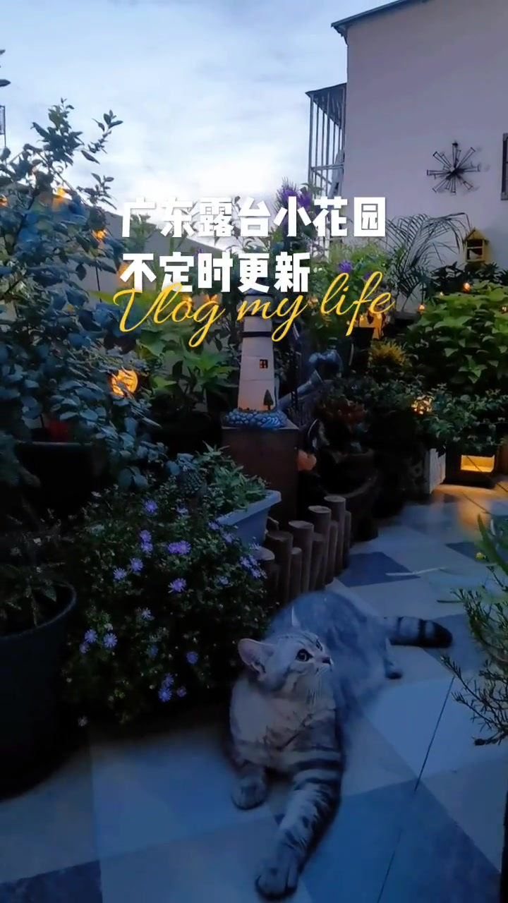 广东露台小花园‖天色将暗未暗时最美丽