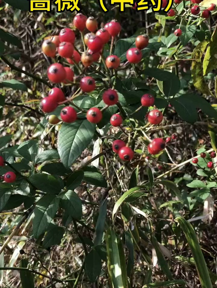 你的家乡有这种植物吗?这个野果子有认识的吗?野生药材
