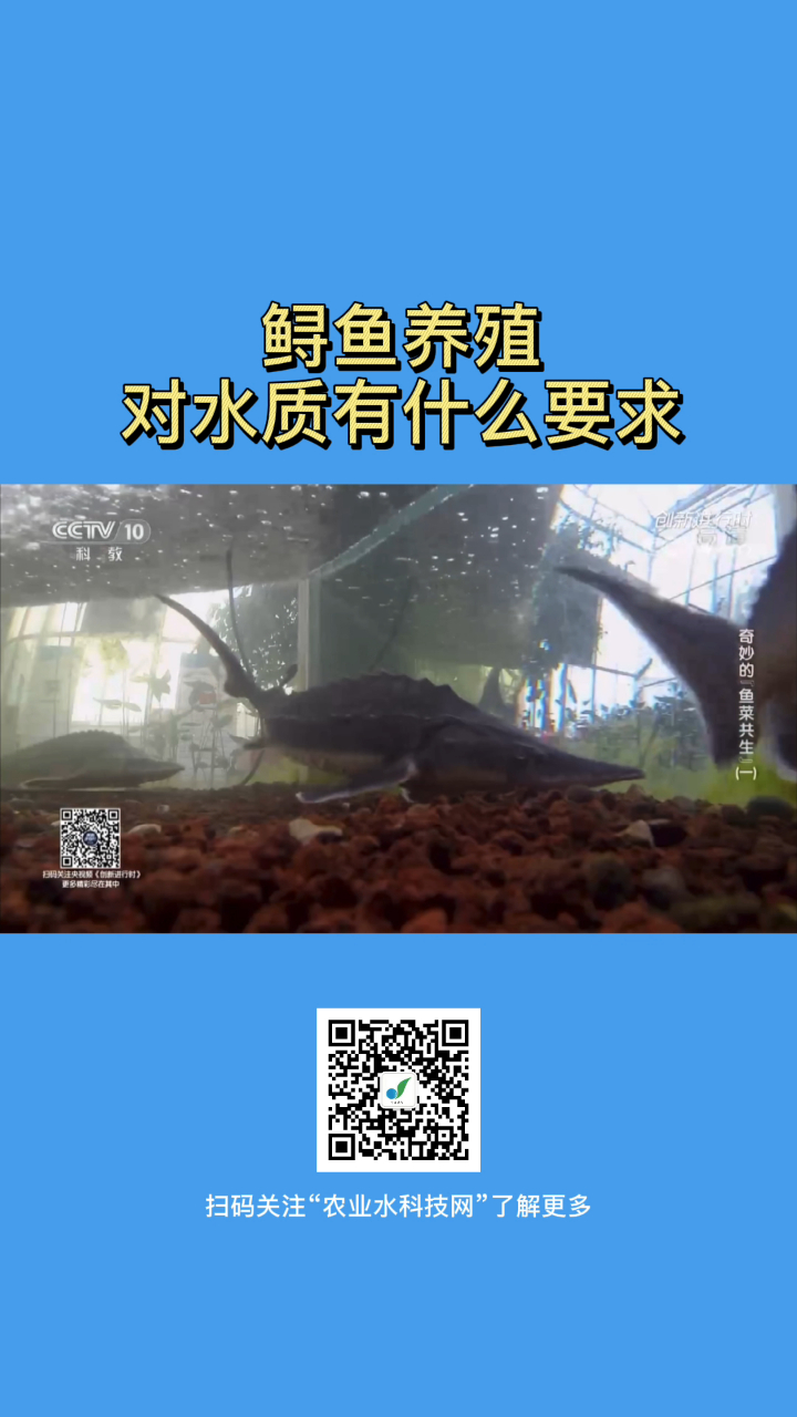 鲟鱼养殖对水质有什么要求?