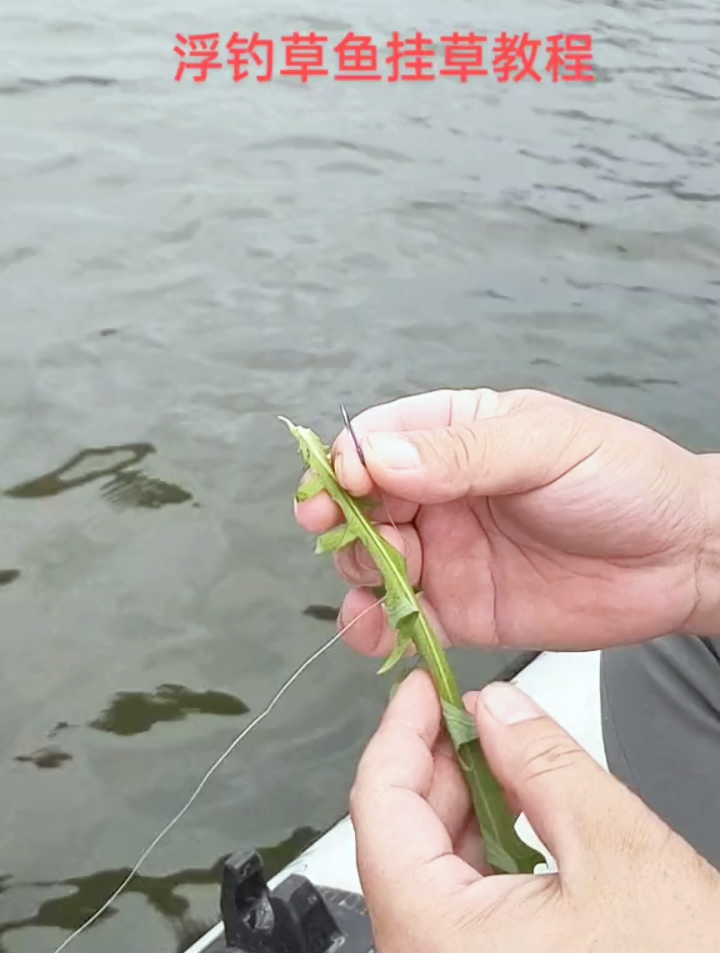 钓草鱼挂草方式,很多大师都是这样挂