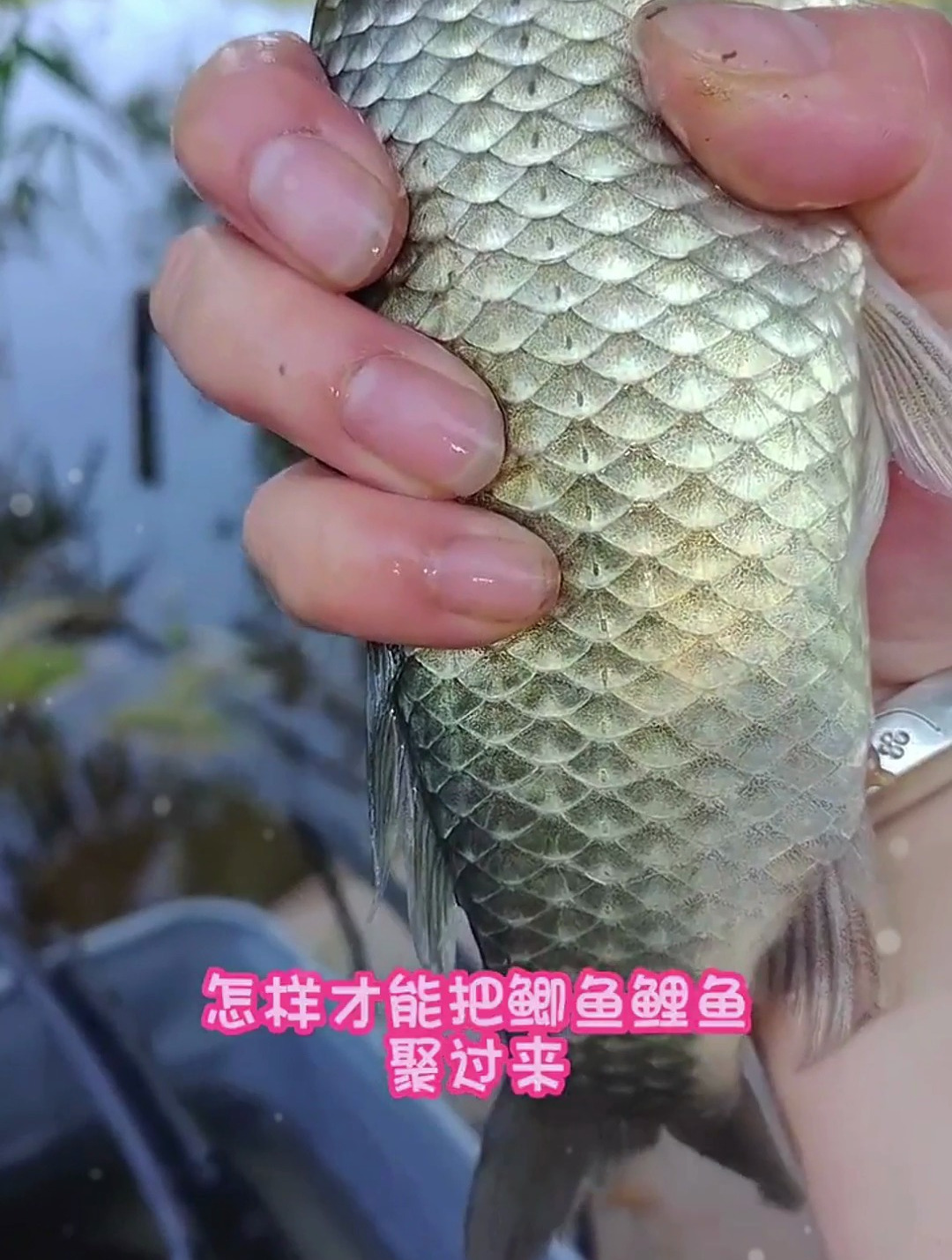 钓鲫鱼小技巧,聚窝是关键步骤,用这个方法咬钩的全是大板鲫