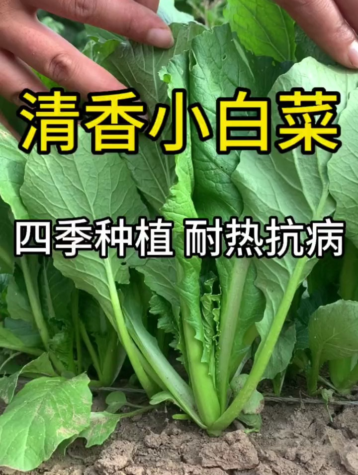 夏季必不可少的蔬菜,青梗小白菜,婆婆盆栽种植,一家五口吃不完