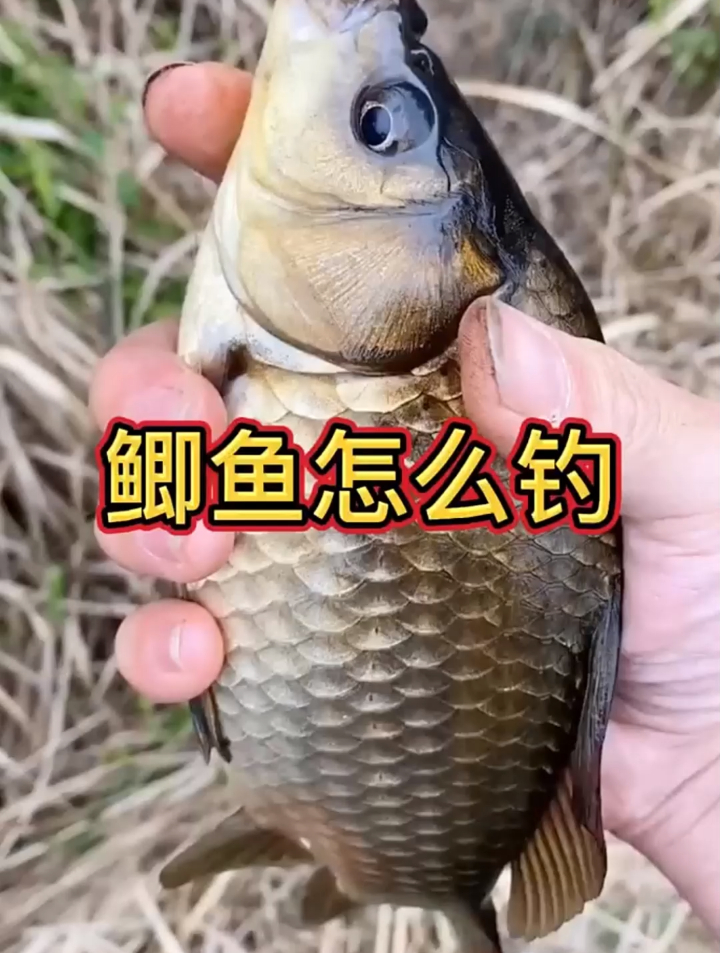 鲫鱼怎么钓呢?分享野钓小经验,喜欢的鱼友,看完了来评论区点评