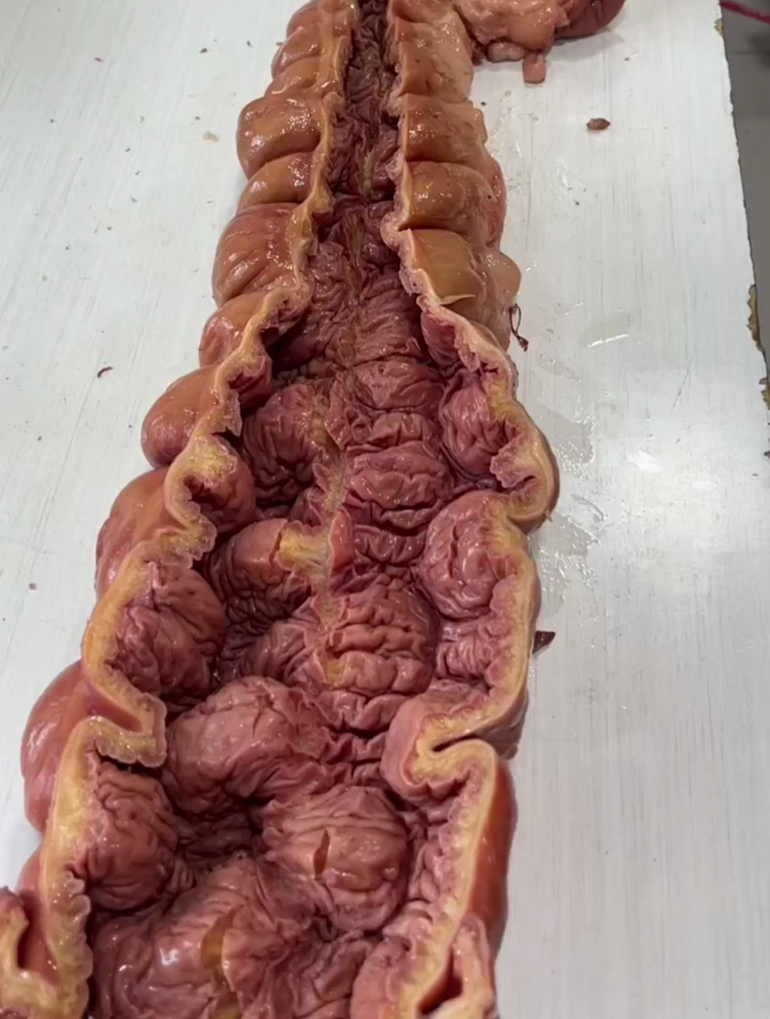 每次去是驴肉火烧,必点一个驴板肠火烧!