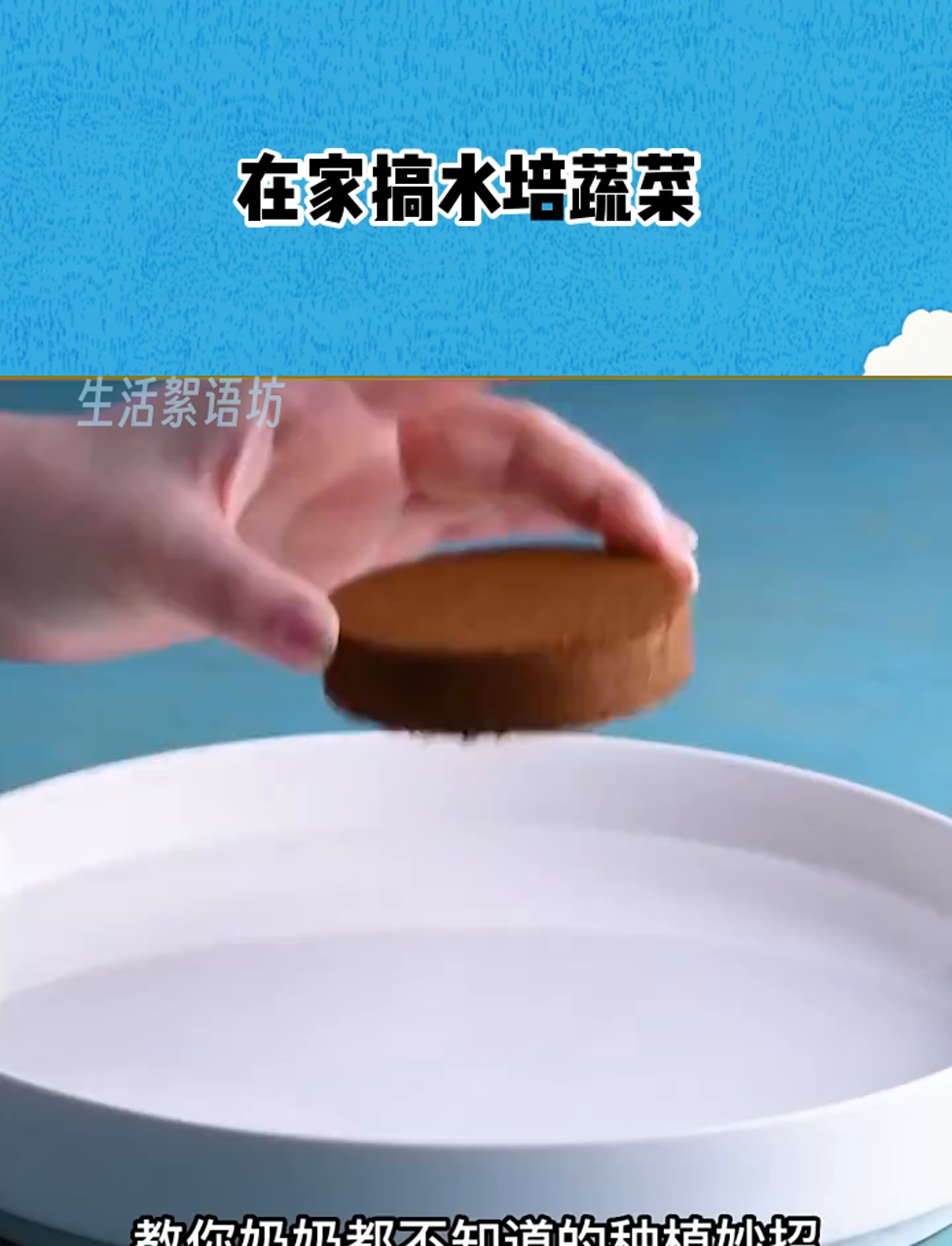 在家搞水培蔬菜