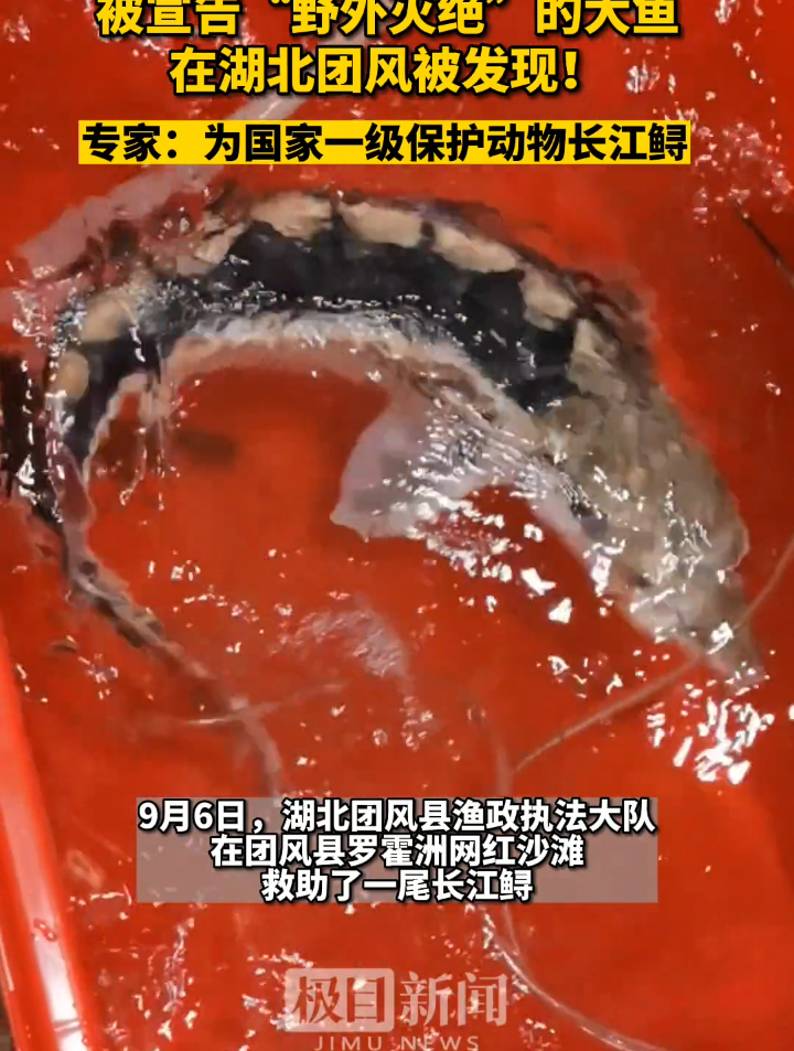 被宣告“野外灭绝”的大鱼在湖北团风被发现!专家:为国家一级保护动物长江鲟,是人工放流还是野