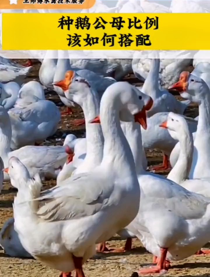 养种鹅的朋友,你的鹅公母比例是如何搭配的呢?