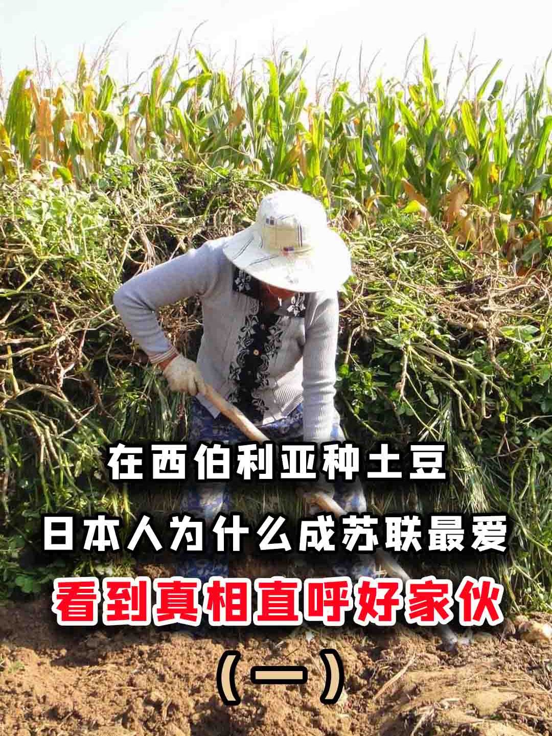 在西伯利亚种土豆,日本人为什么成苏联最爱?看到真相直呼好家伙