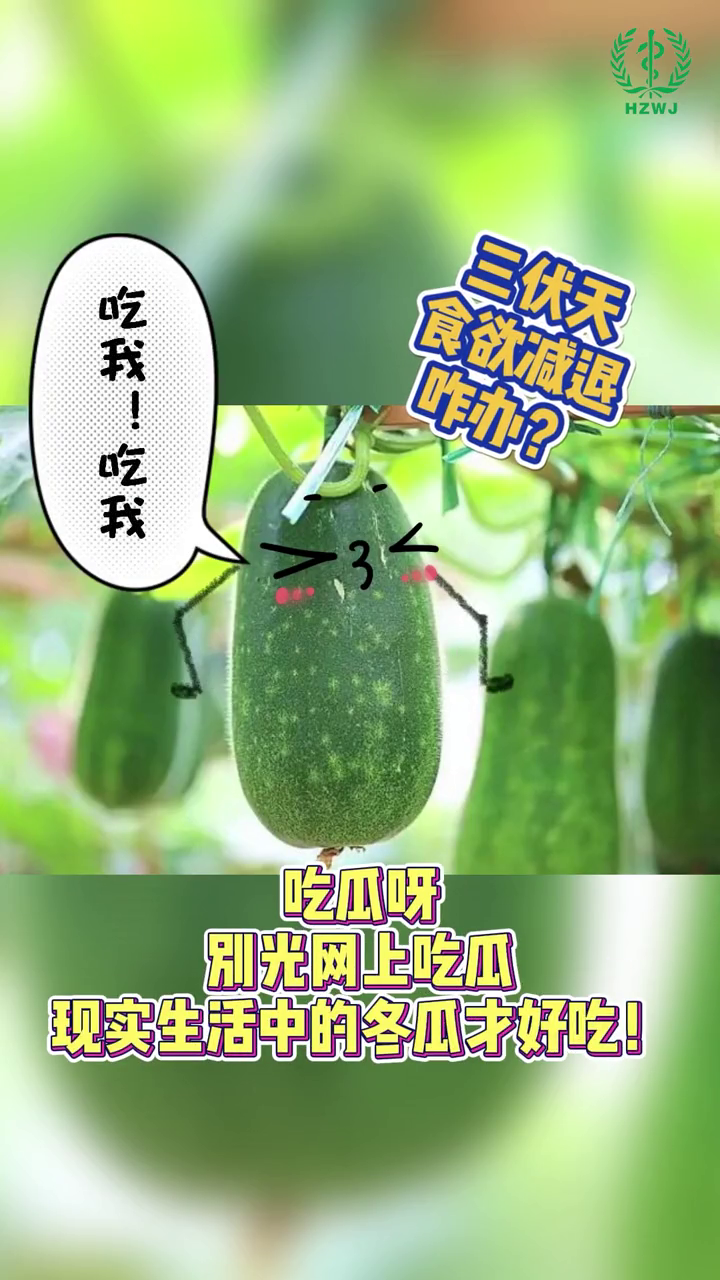 冬瓜 三宝,美味健康