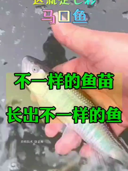 养殖马口鱼要养全雄马口鱼,雄性马口鱼才是七彩大马口