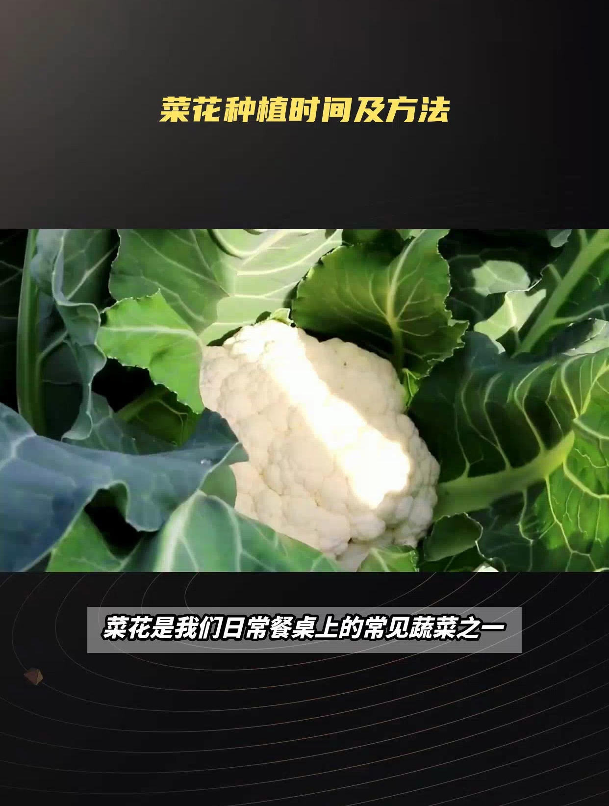 菜花种植时间及方法