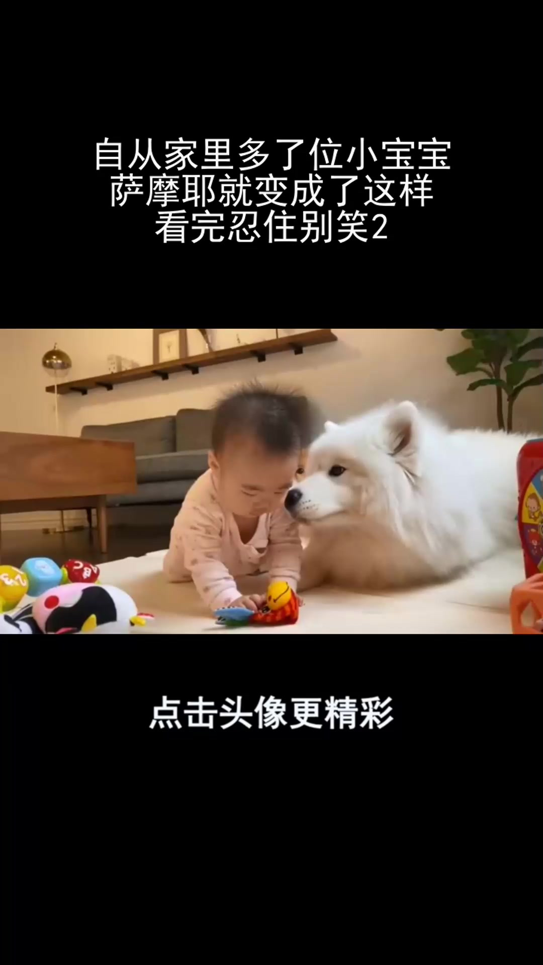 自从家里多了位小宝宝,萨摩耶就变成了这样,看完忍住别笑2