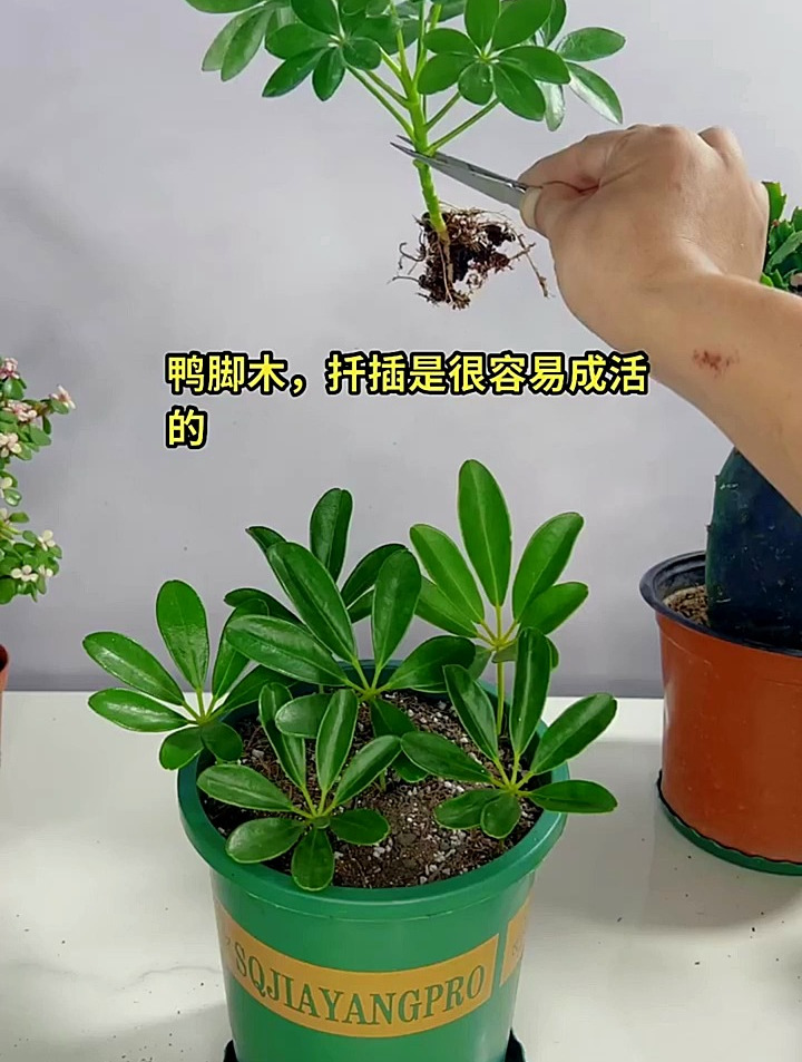 鸭脚木又叫八方来财,这样扦插,生根发芽快还成活率高