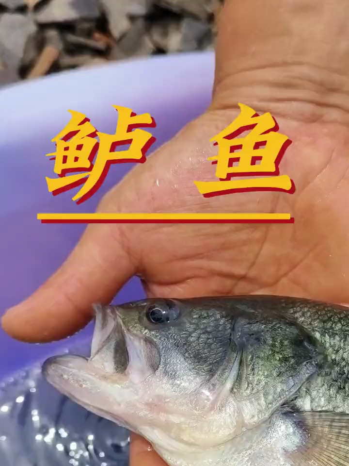这个鲈鱼和你们日常见的鲈鱼可不一样