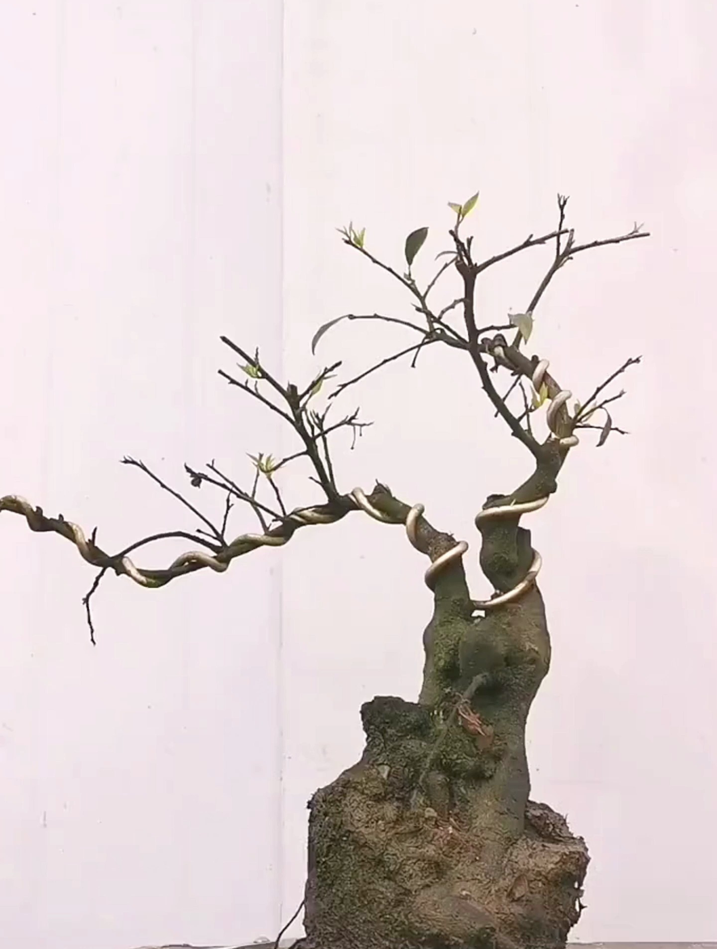 川派盆景是如何制作的?看看我是怎么说的吧