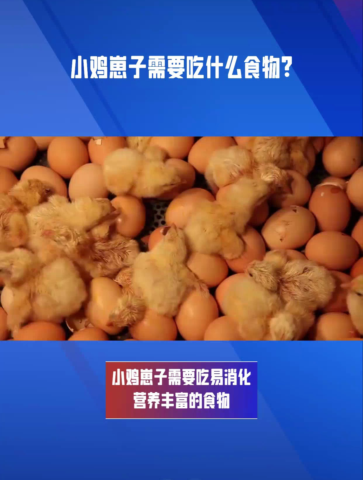 小鸡崽子吃什么?提供营养丰富的食物,促进健康成长