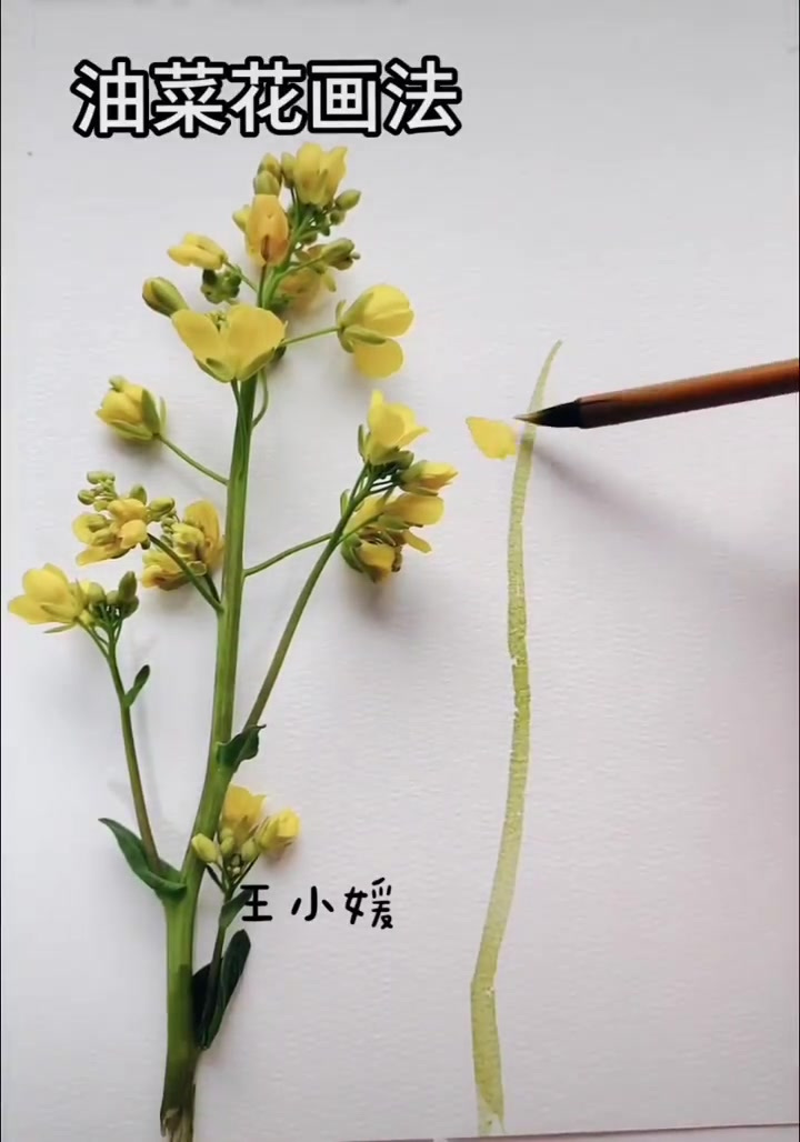 简简单单画出油菜花,水彩技法分享