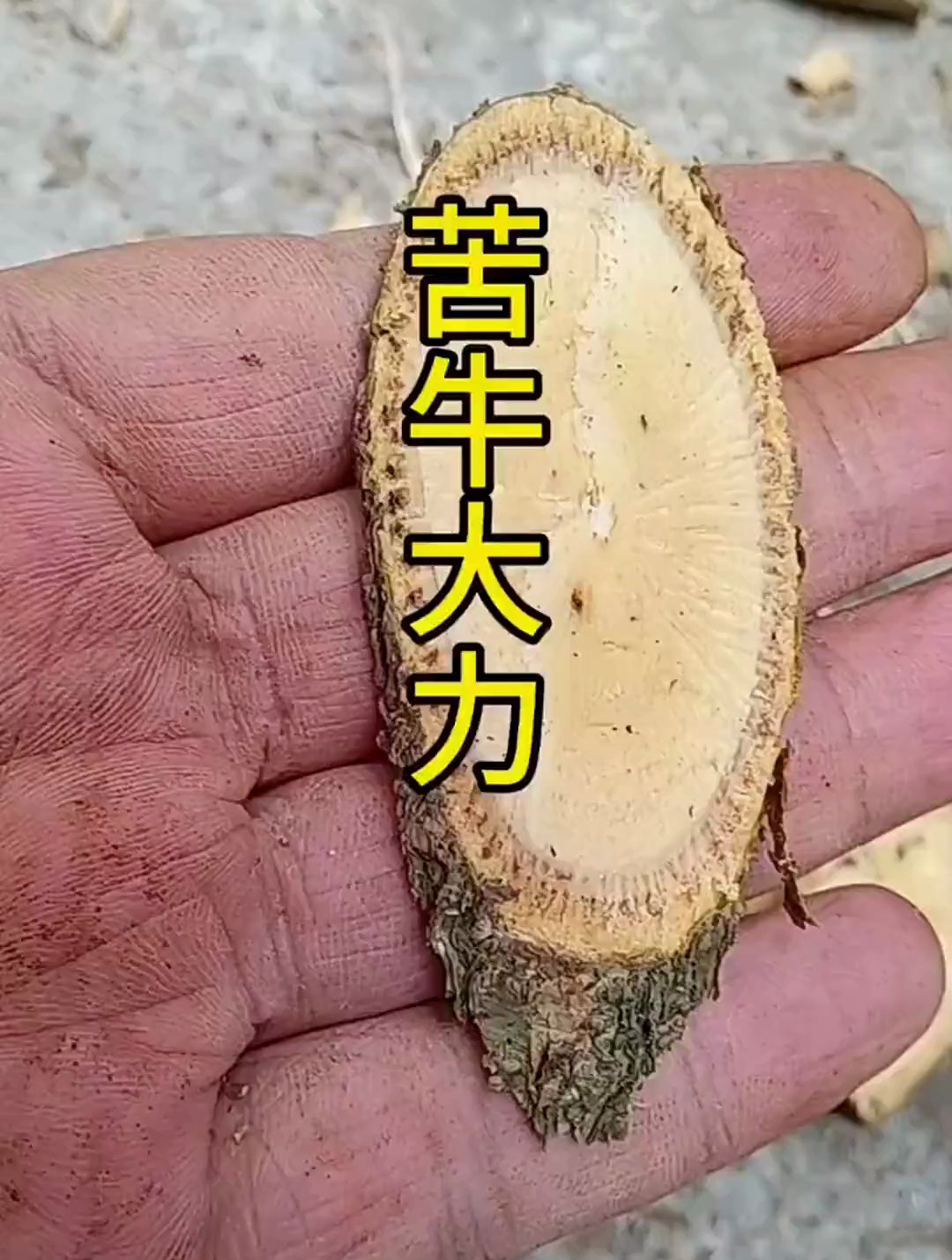 网络鸡血藤,广东人称苦牛大力