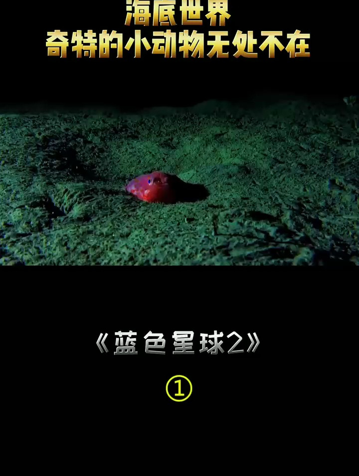 烙饼章鱼好可爱啊!