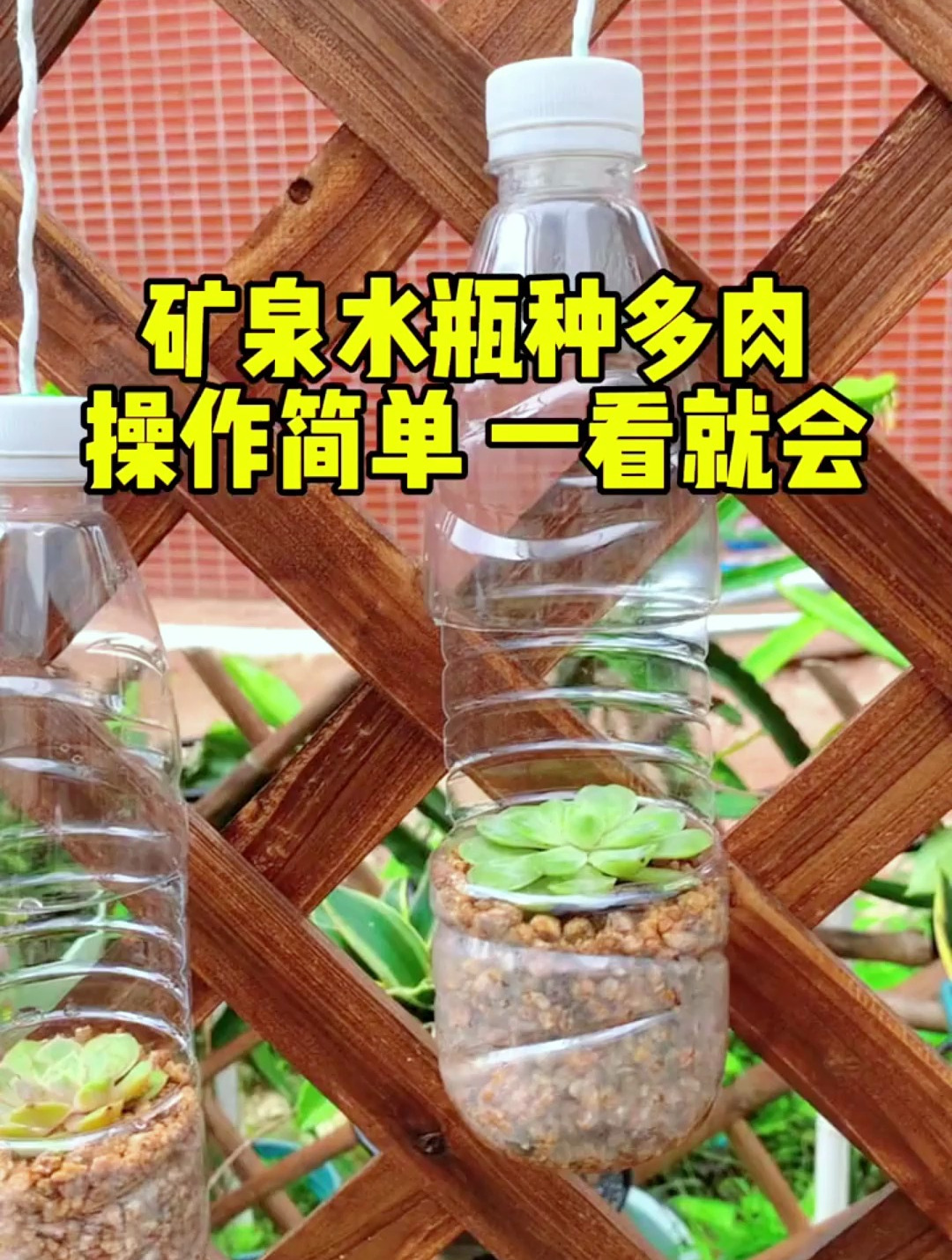 矿泉水瓶种高颜值多肉,操作简单,新手一看就会~