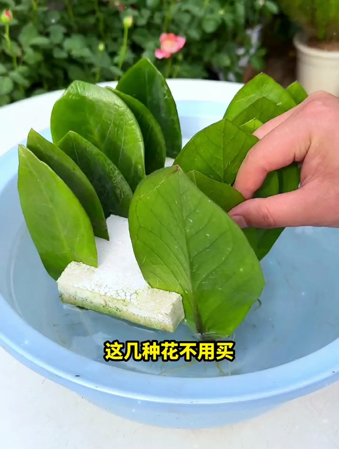 多肉、金钱树、发财树还在花钱买?剪个叶片就能活,方法在这儿