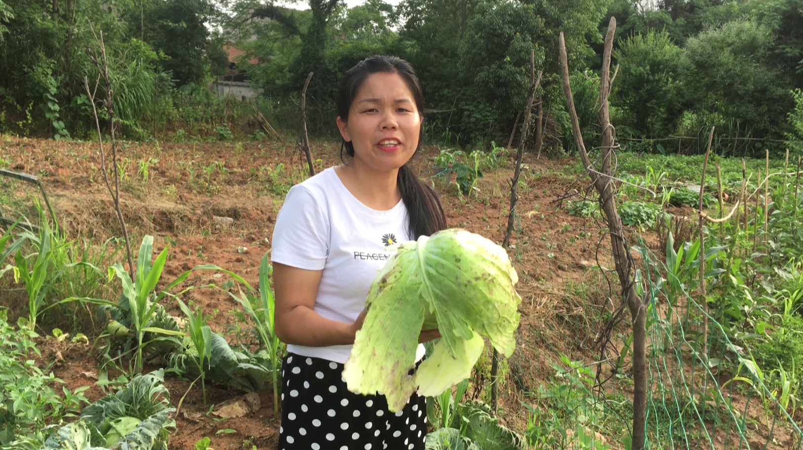 八妹种的包心菜太多吃不过来 都烂在地里挺可惜 拔颗回家烧道菜