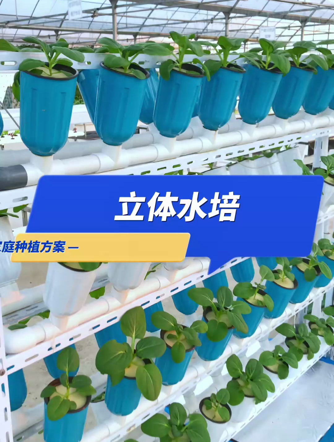熬过了炎热的夏季,秋冬季节的蔬菜终于可以种起来了