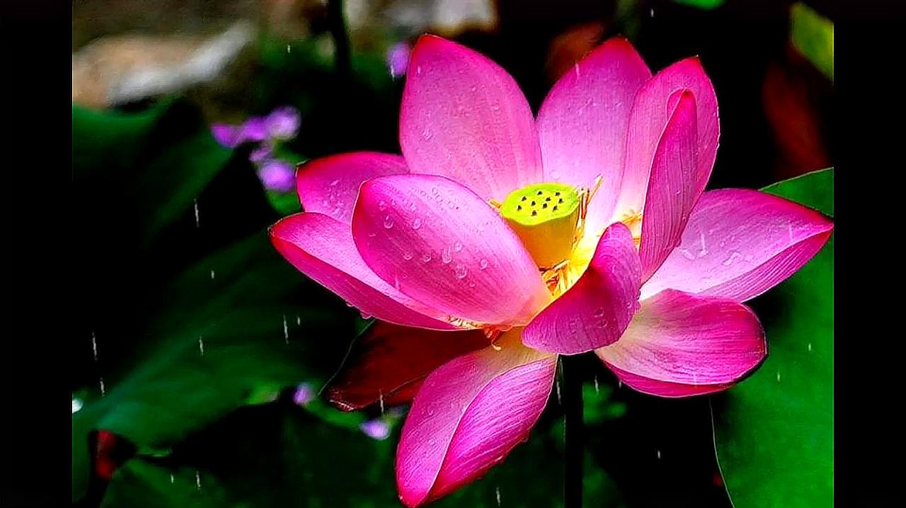 [图]淅淅西风淡淡烟,几点疏疏雨——卜算子·袅袅水芝红——宋·葛立方