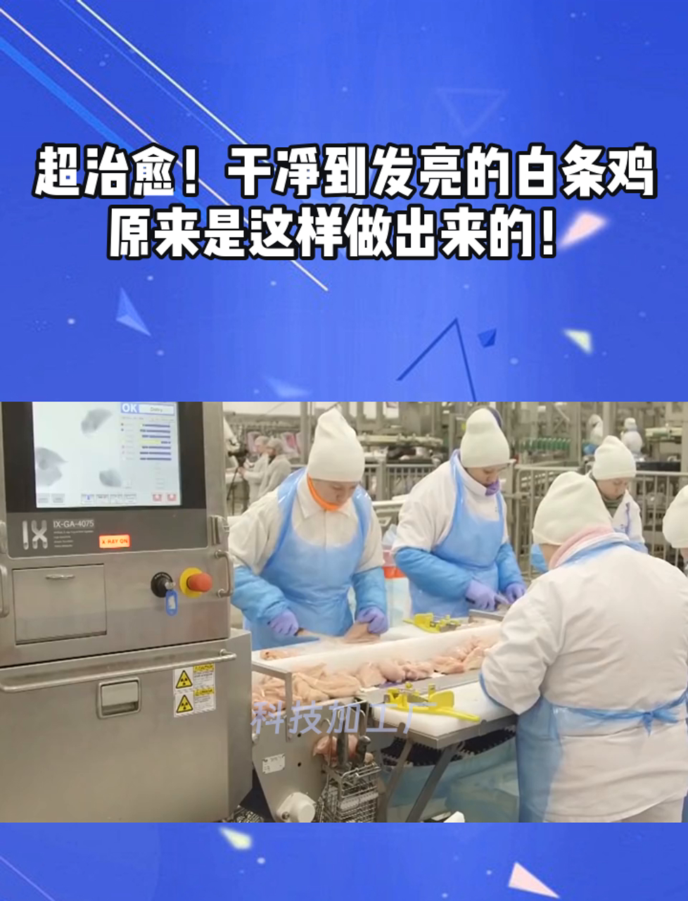 超治愈!干净到发亮的白条鸡,原来是这样做出来的!