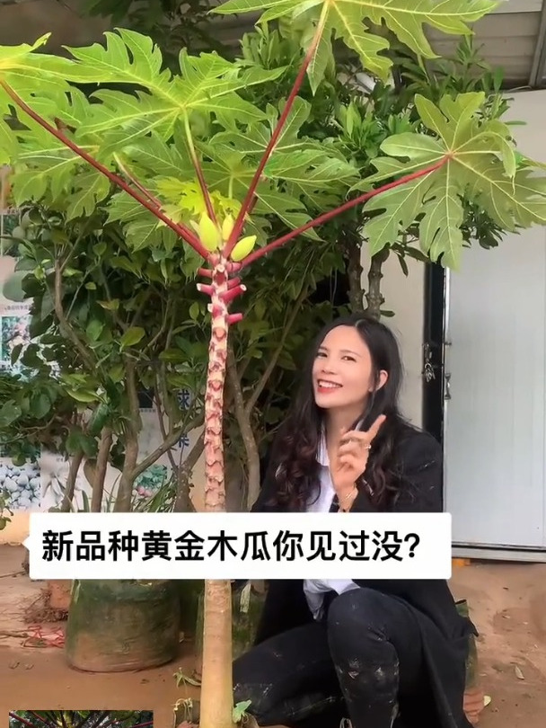 新品种,黄金木瓜,矮脚木瓜,四季有惊喜,当年种当年有惊喜